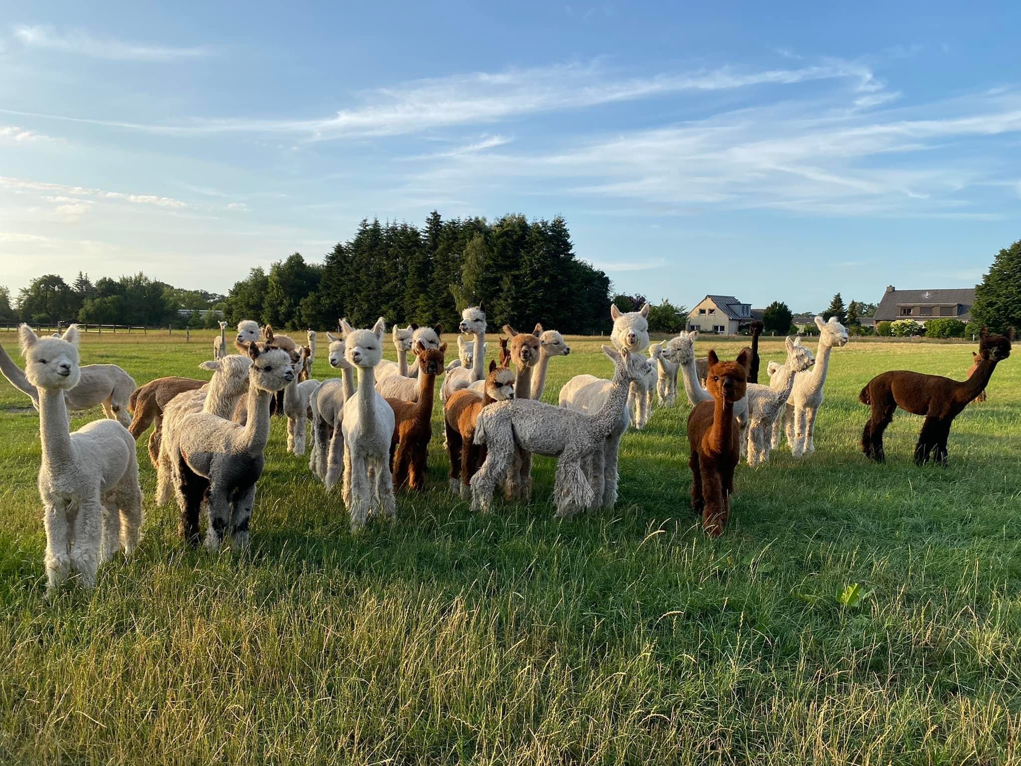 Gesundheitskurs Oldenburg Alpacas